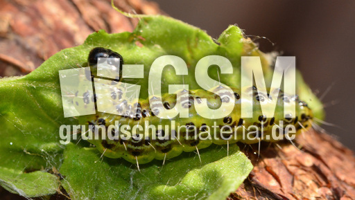 Buchsbaumzünsler (2).jpg